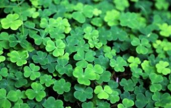 St Patrick’s Day public holiday - closed