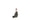 0986 435 253 - Bosch Exchange Injector